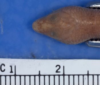 Media type: image;   Herpetology R-37206
